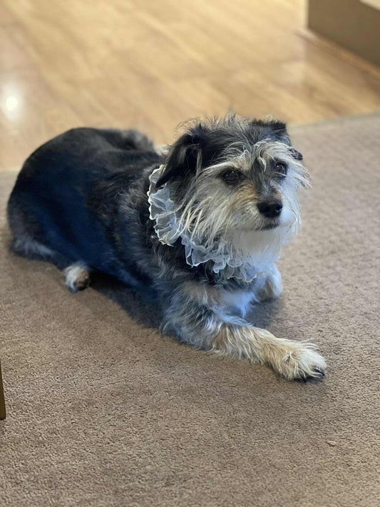 Fur baby