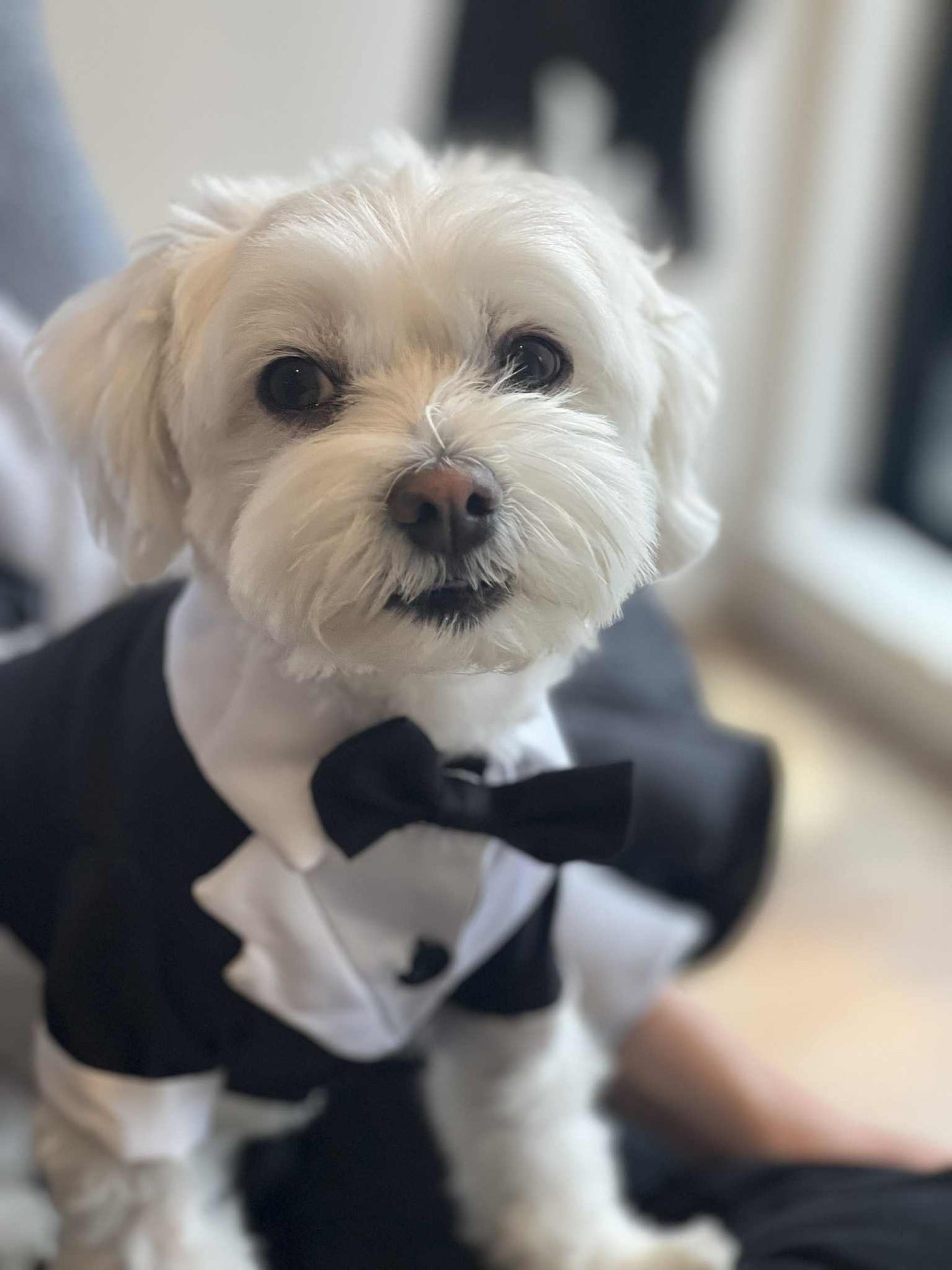 Fur baby