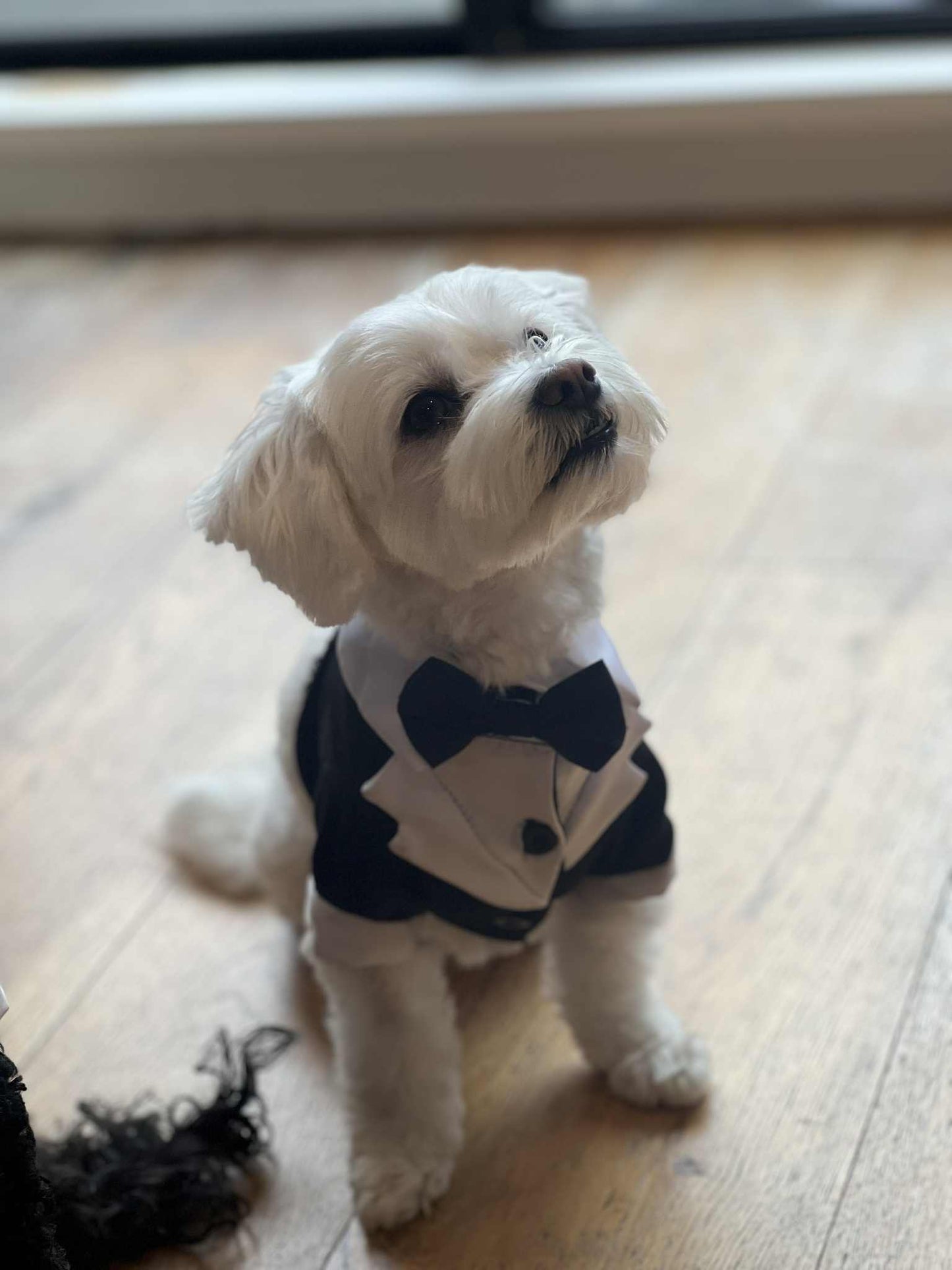 Fur baby